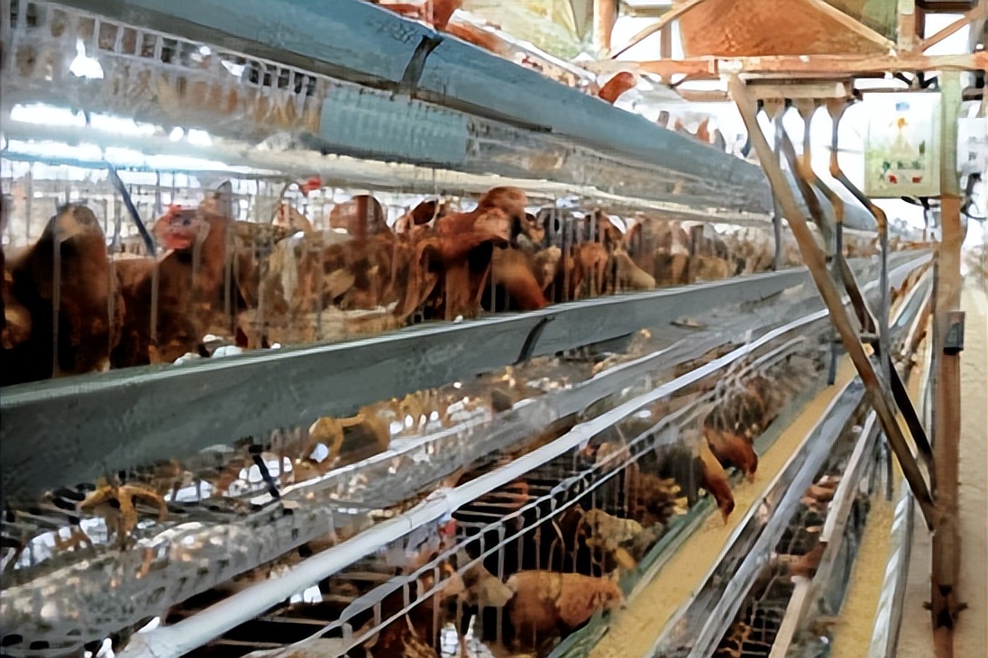 绿壳蛋鸡的养殖全过程,绿壳蛋鸡的正确养殖方法