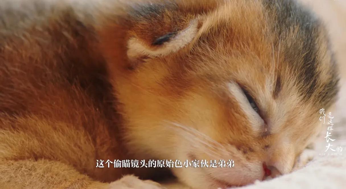 初来乍到请多安慰,初来乍到请多关照音频