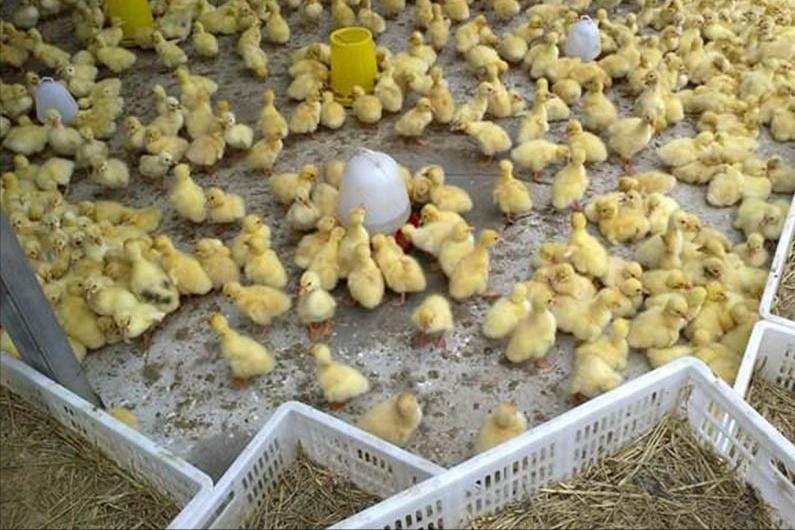 绿壳蛋鸡的养殖方法和注意事项,养100只绿壳蛋鸡一年能有多少利润