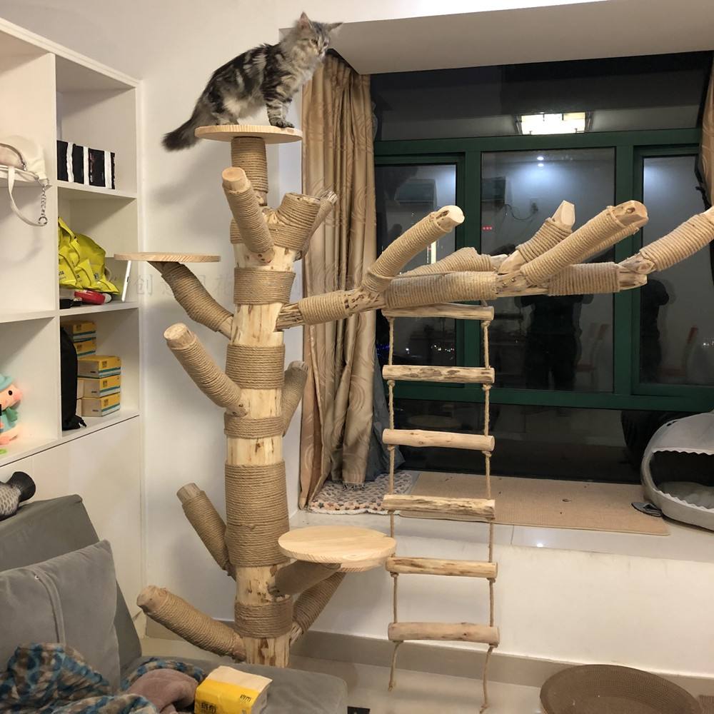 猫咪的这几个姿势说明它很爱你,猫咪令人喜爱的几件事