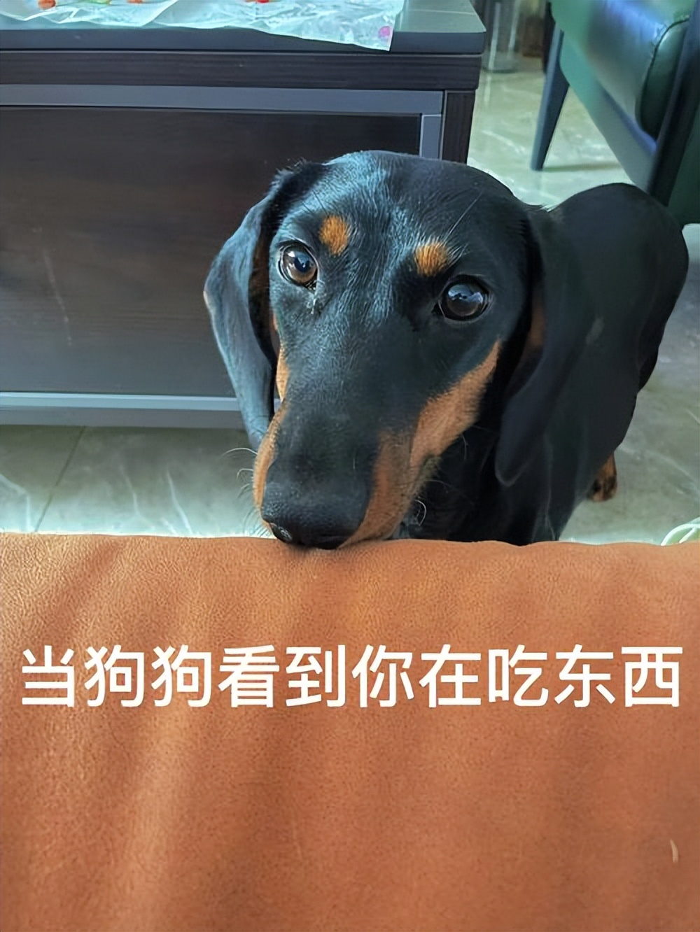 激怒狗子的方法找到了！最后一招最管用！