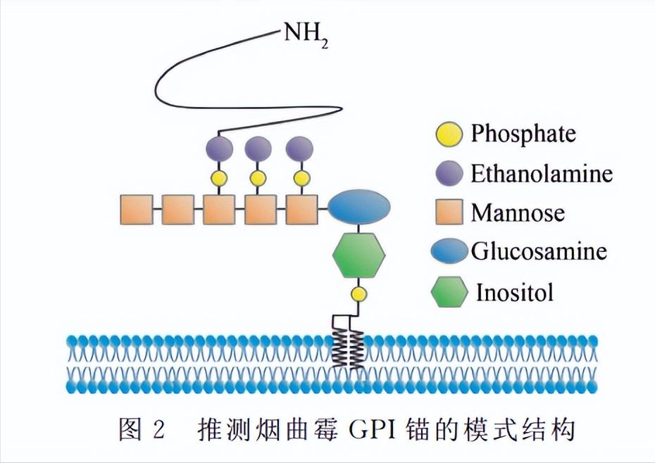 烟曲霉形态特征,烟曲霉菌丝成分