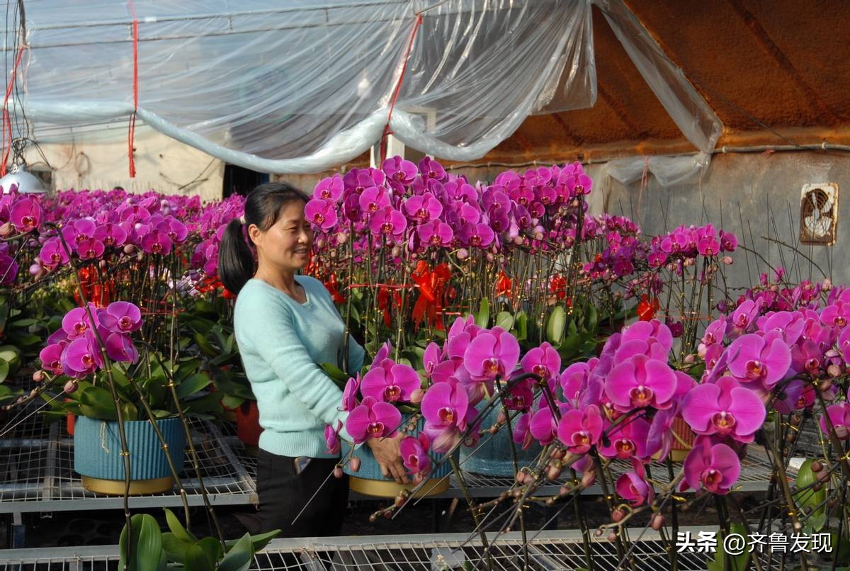 山东即墨：蝴蝶兰花俏销迎新春