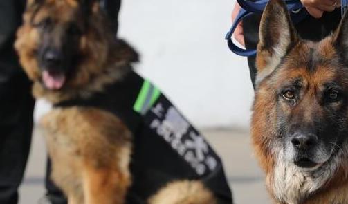 养马犬好还是养德国牧羊犬好,德国牧羊犬可以在城市养吗