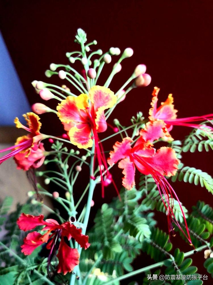 从发芽到开花的乐趣,从种子到果实成熟的感悟