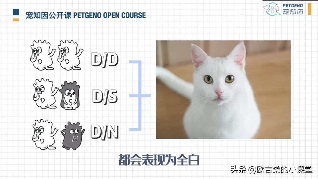 白斑变异基因,白斑基因和全白基因