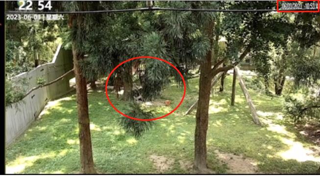 6.3日小奇迹崽崽:快给本崽崽多多上供能吃的竹子和竹笋