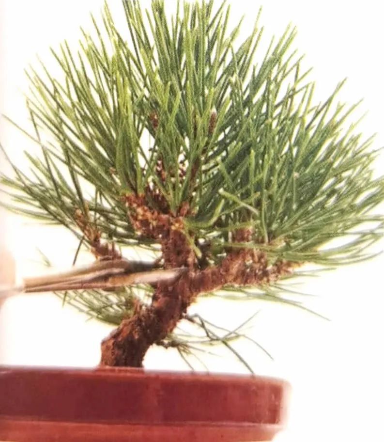 新手竟敢对黑松下手，18个月替它“逆天改命”，玩出盆景造型