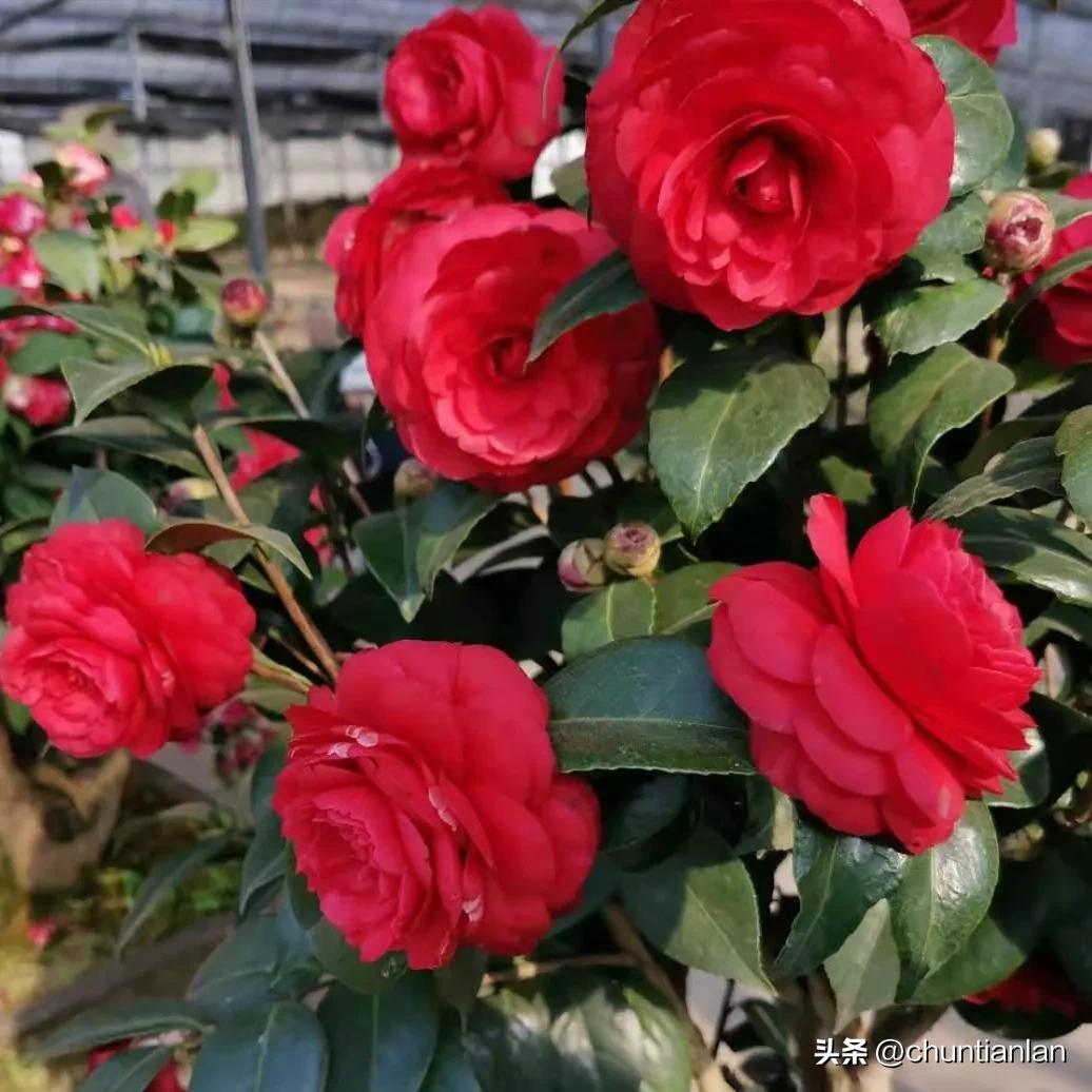 山茶花纯音乐,山茶花