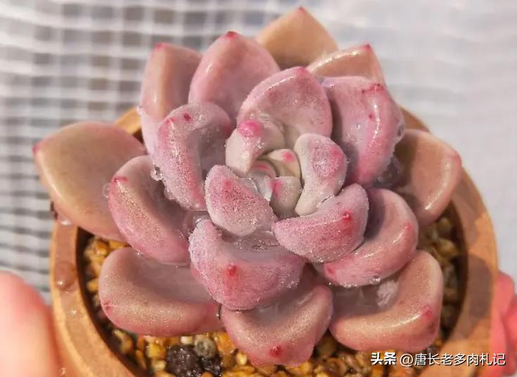 多肉白鹭最佳状态,白露说