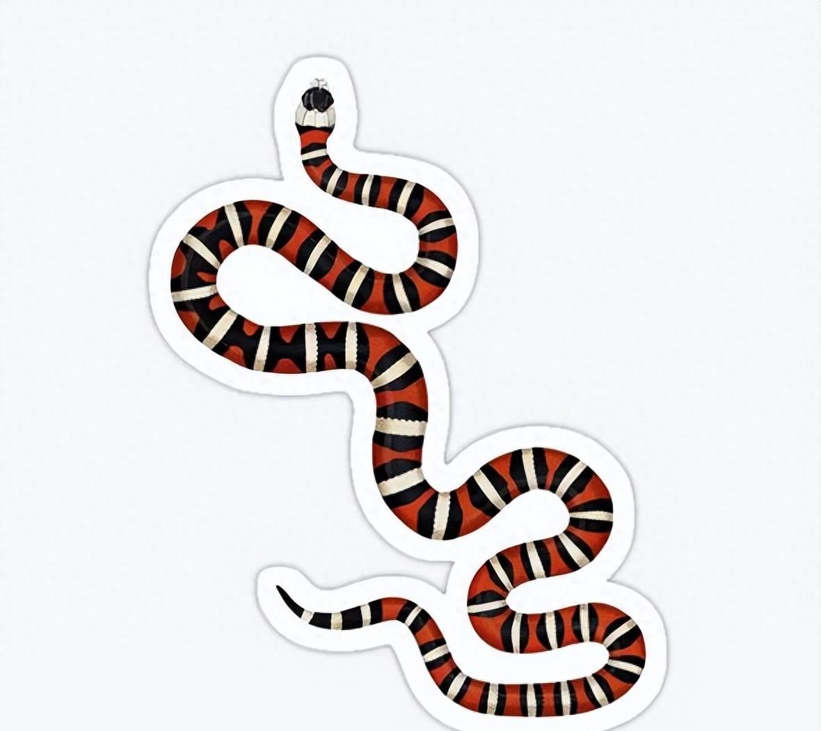 国外惊现巨型蝾螈,巨型暴蝾螈