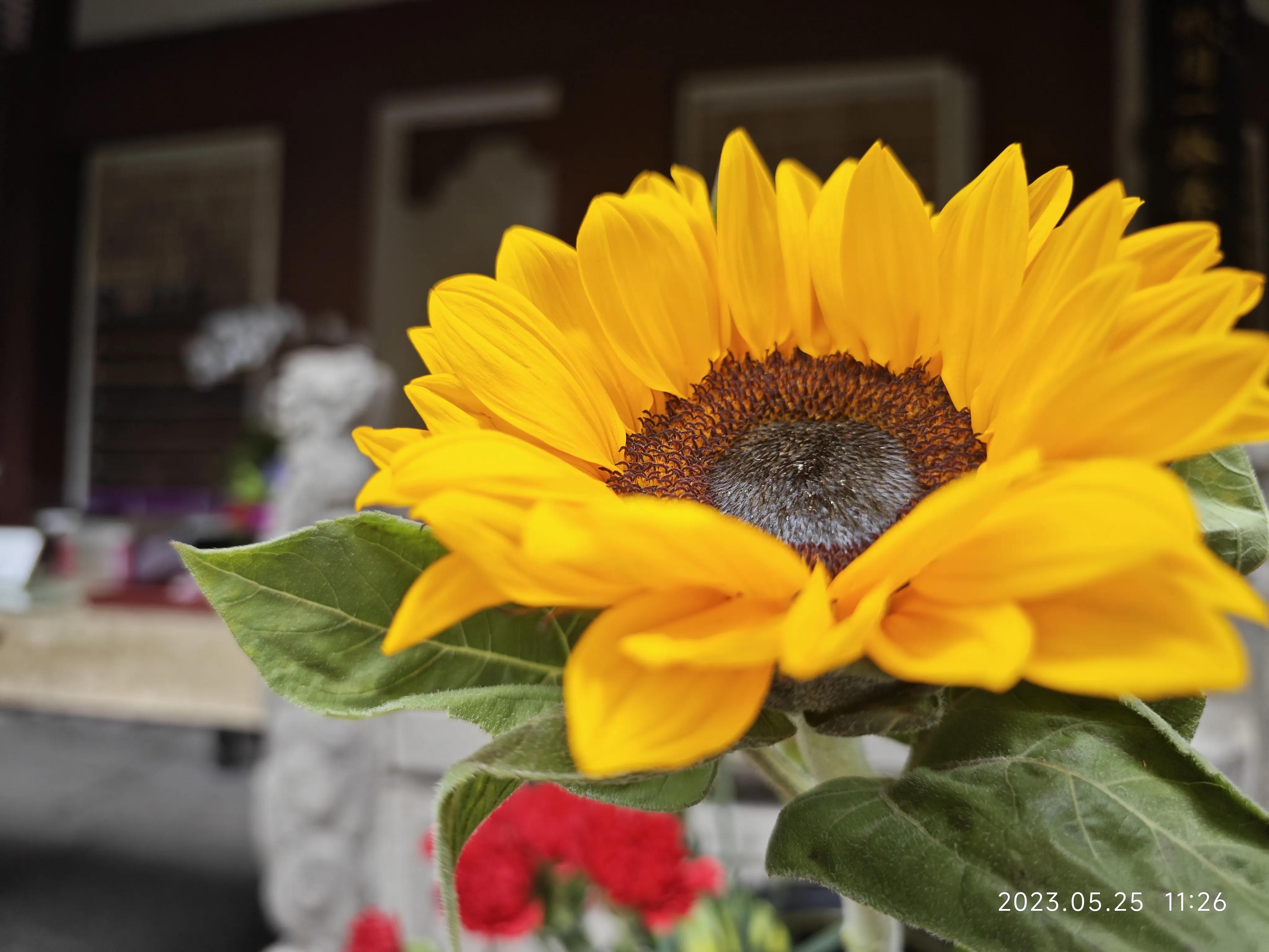 广州六榕寺求什么最灵,广州六榕寺传奇的寺庙