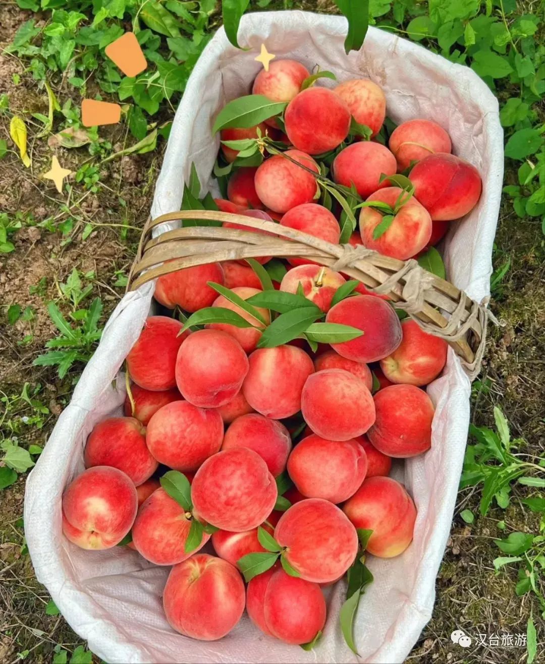超甜预警！夏日采摘季！快来汉中实现水果自由~