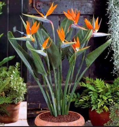 代表着和平的植物为什么是橄榄枝,橄榄枝是什么植物