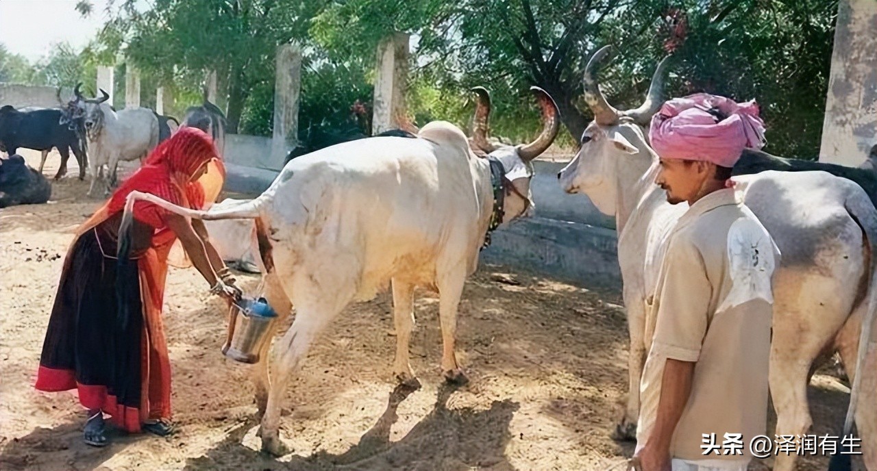 印度教徒喝牛尿能杀病毒吗,印度人用牛尿泡牛粪