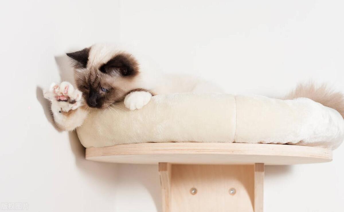 猫咪视力的特点,猫咪的视力多久变得正常