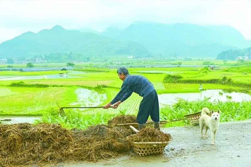 什么农作物可以浇人尿,人尿施在植料果树上可以么