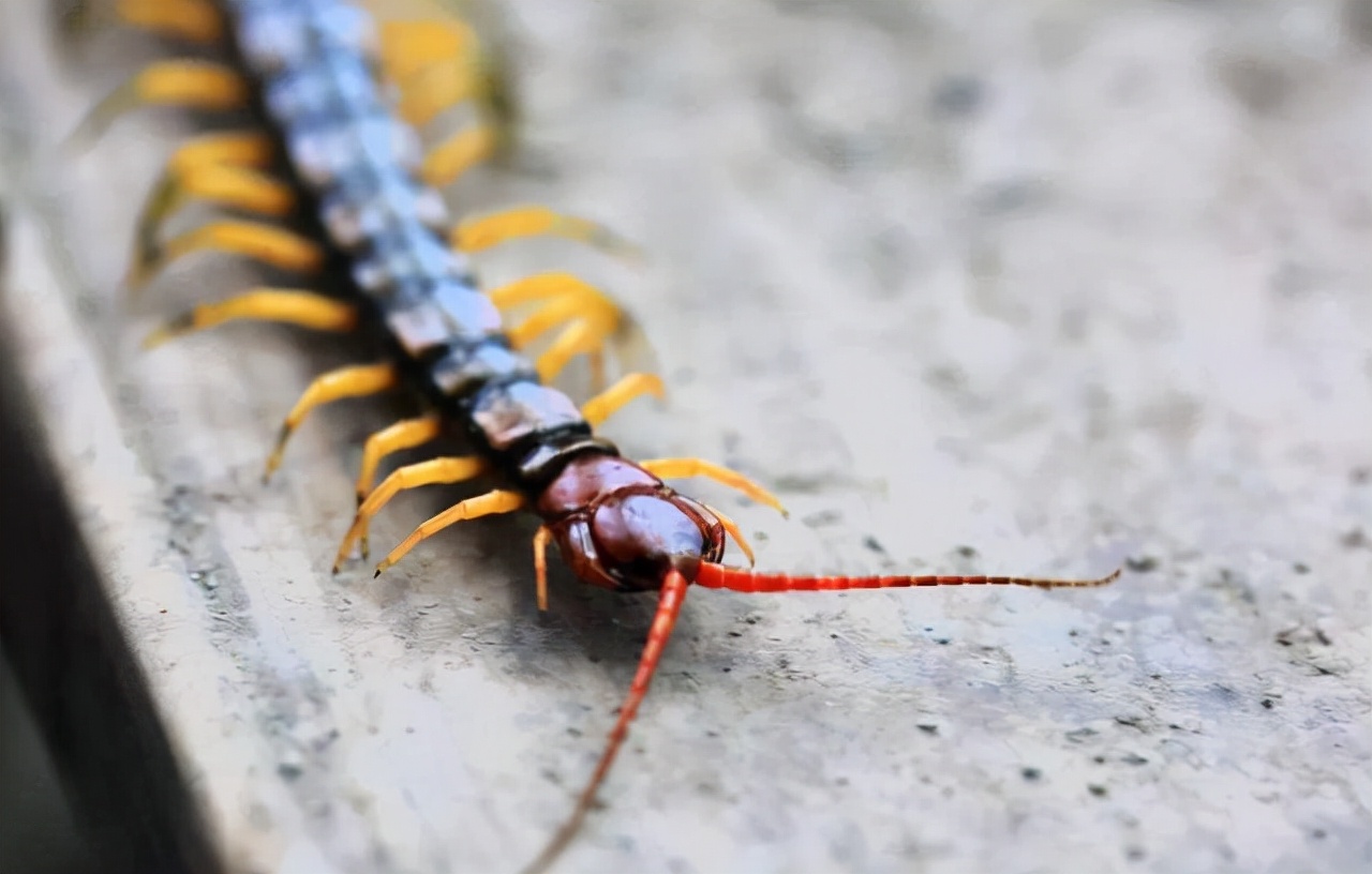 蜈蚣和公鸡谁最强,公鸡为什么能打败蜈蚣