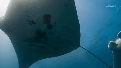 原来它们也有“性丑闻”,这片看完让我大开眼界