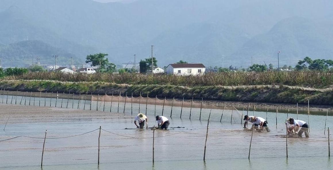 锯缘青蟹养殖用什么盐,锯缘青蟹vs凶狠圆轴蟹