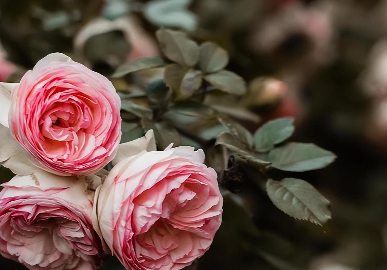 如果婚后发现自己不爱他了怎么办,婚姻没有对错离婚就要学会放手