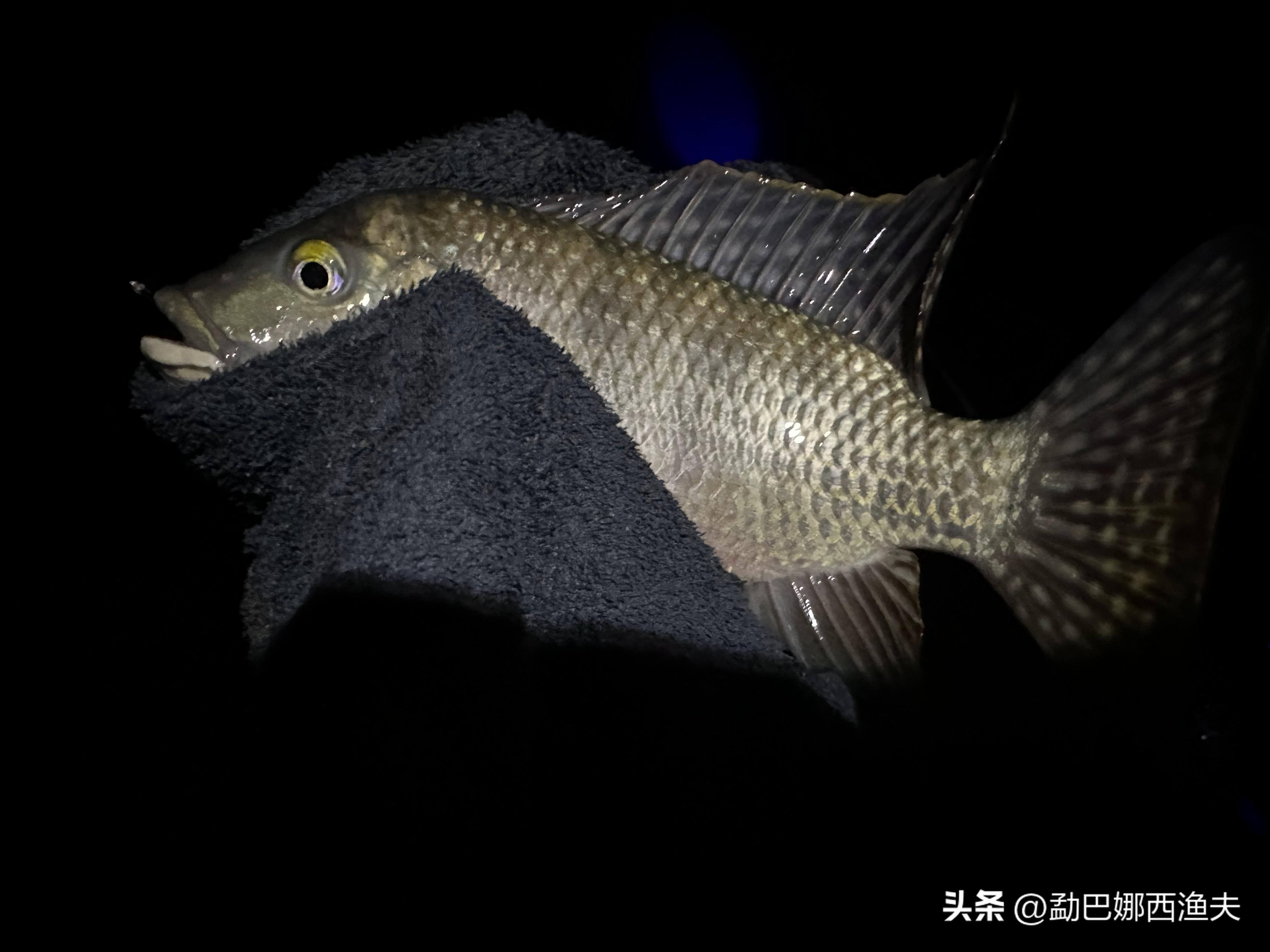 2020万峰湖野钓大罗非,万峰湖陇纳村野钓大罗非