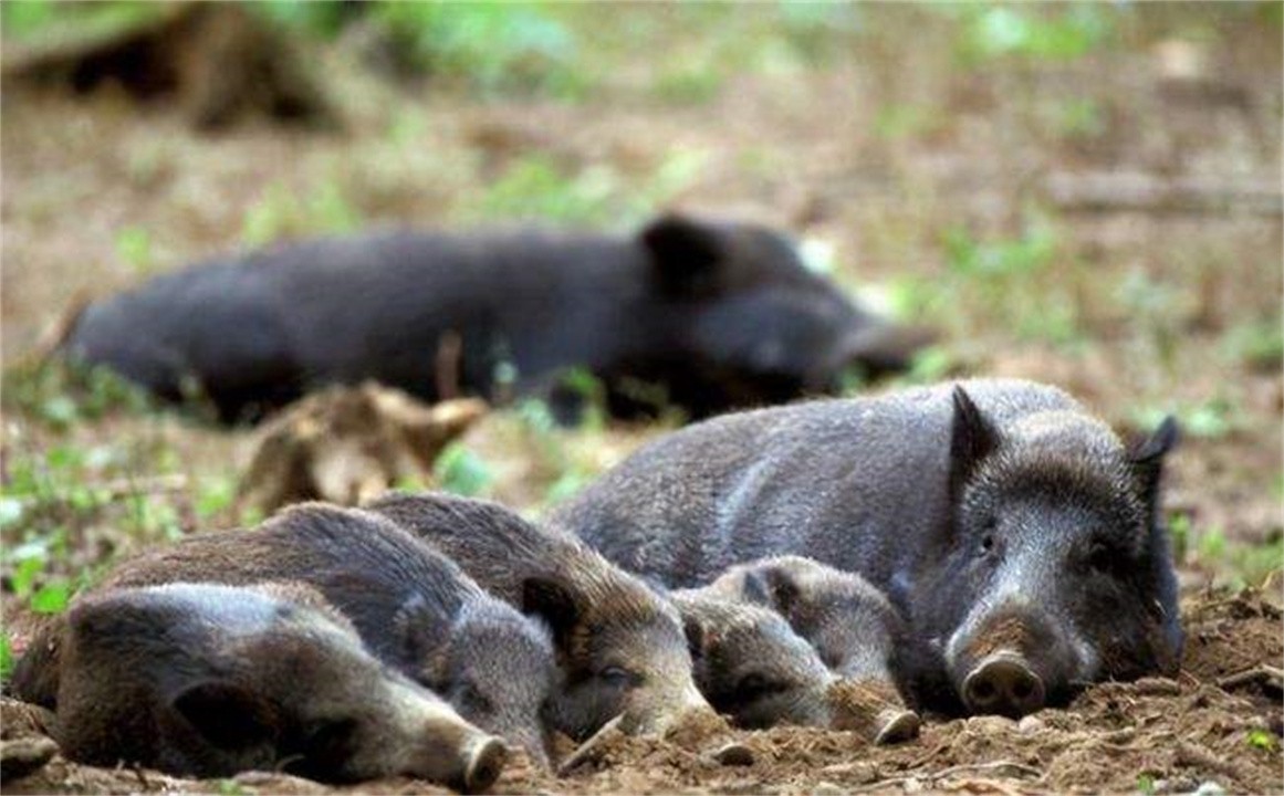 澳大利亚百万骆驼泛滥成灾,澳洲野兔泛滥成灾上演人兔大战