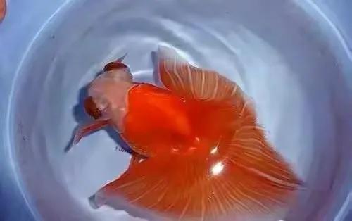 养金鱼常见的鱼病怎么治,金鱼病症状及治疗方法