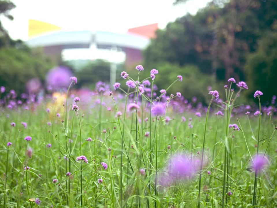 飞阅大湾区鹏城深圳站,飞阅上线