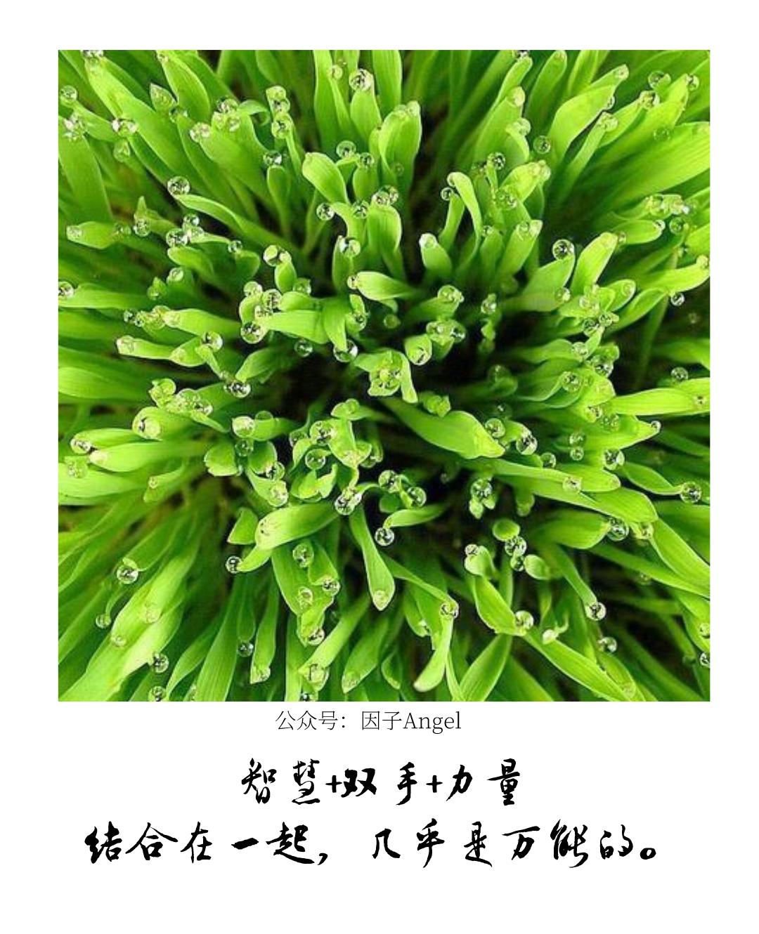 植物之36技——吐