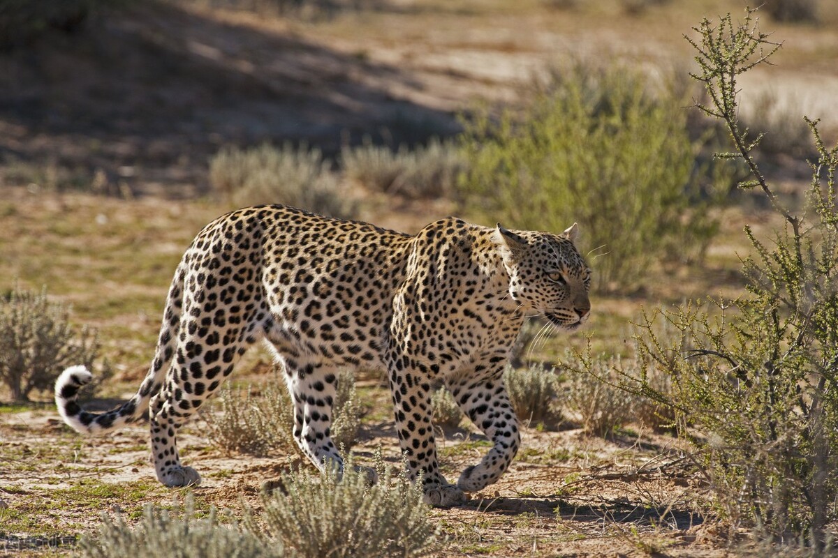 豪猪的攻击性,豪猪战斗力有多大