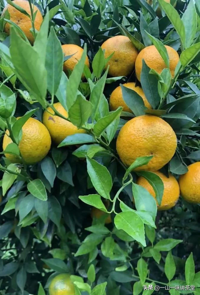 新会陈皮的产地有何特点,新会陈皮产区实地视频