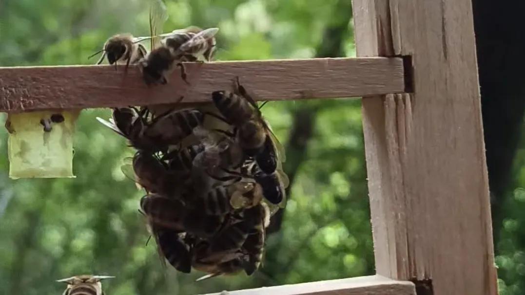 蜜蜂增群最快的方法,如何让蜜蜂弱群快速造脾