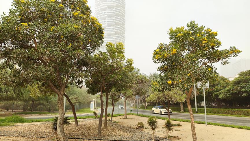 迪拜适合养什么植物,迪拜常见花草