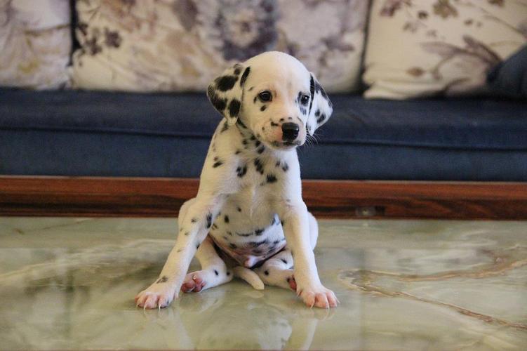 斑点狗杂交拉布拉多,杂交的斑点狗是什么样的啊