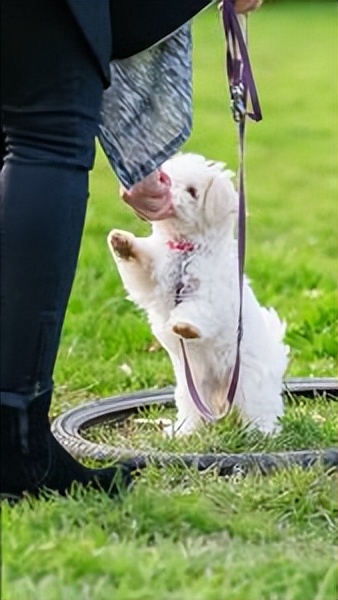 幼犬喂养小知识有哪些 (小马犬幼犬喂养小知识)