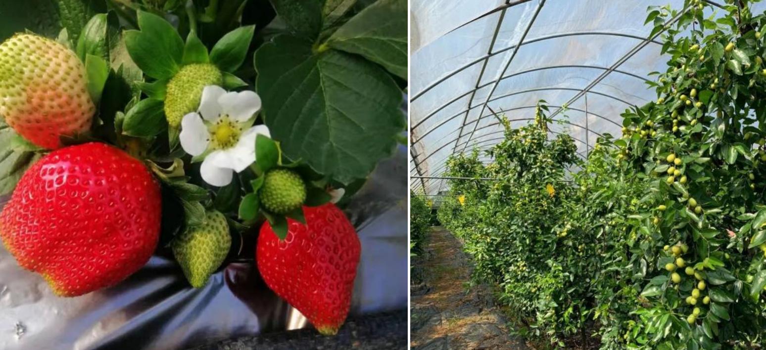 草莓园摘草莓怎么拍照,好玩的摘草莓胜地打卡