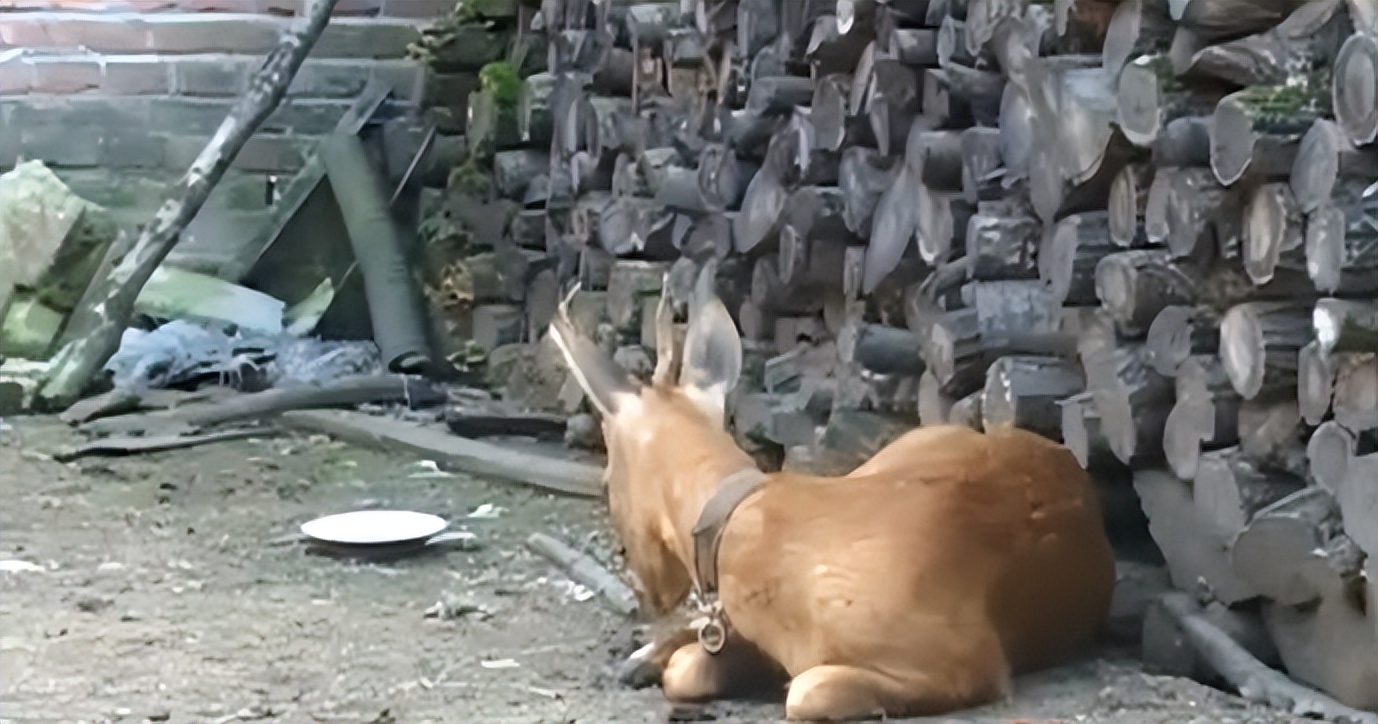 吉林男子救助傻狍子,吉林男子救助动物