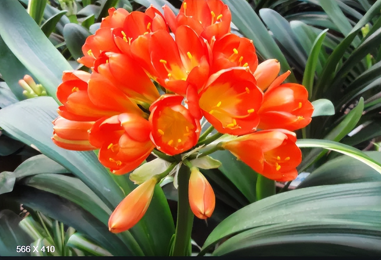 5种花浇不死浇水越多长得越旺,十种不能乱浇水的花