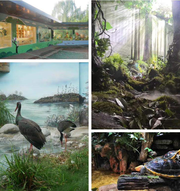 动物园探访,探秘动物的区域活动观察记录