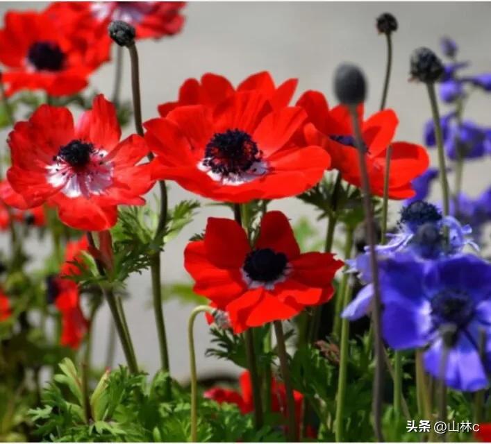 各种各样的鲜花尽情开放争芳斗艳,各种颜色的鲜花开得好美丽动人