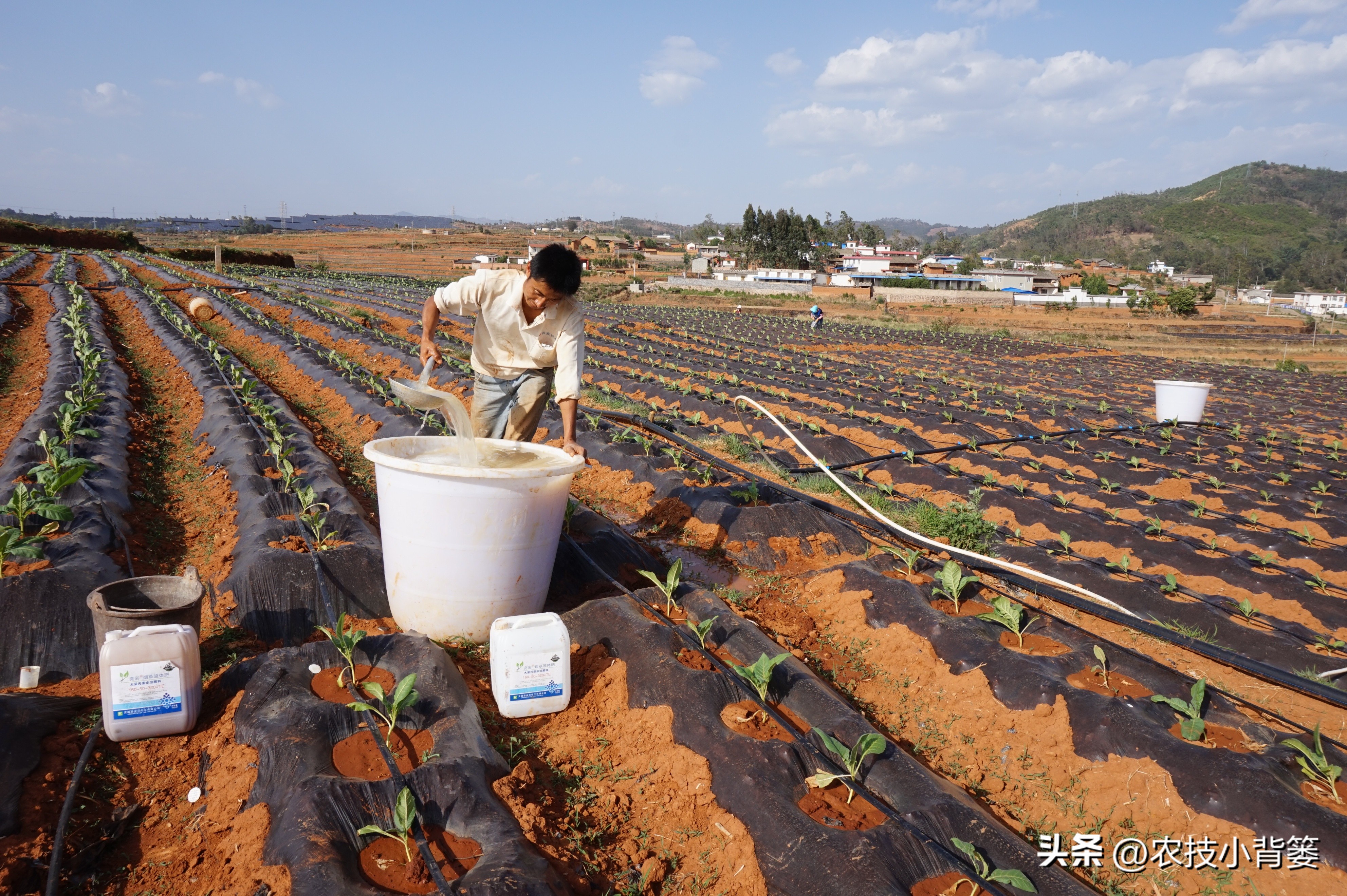 颜色不同的蛋白,各种规格鱼蛋白