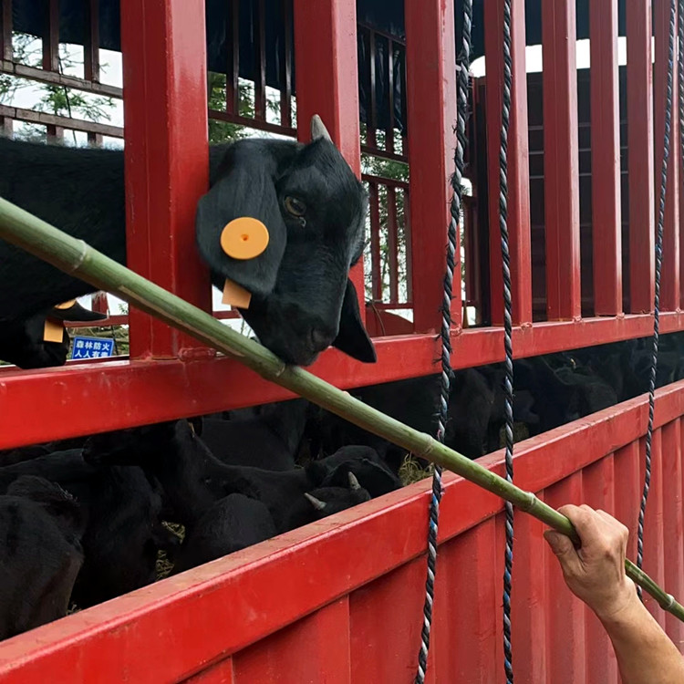 养黑山羊将满足顾客的哪些需求,放养黑山羊怎么才能做到规模化