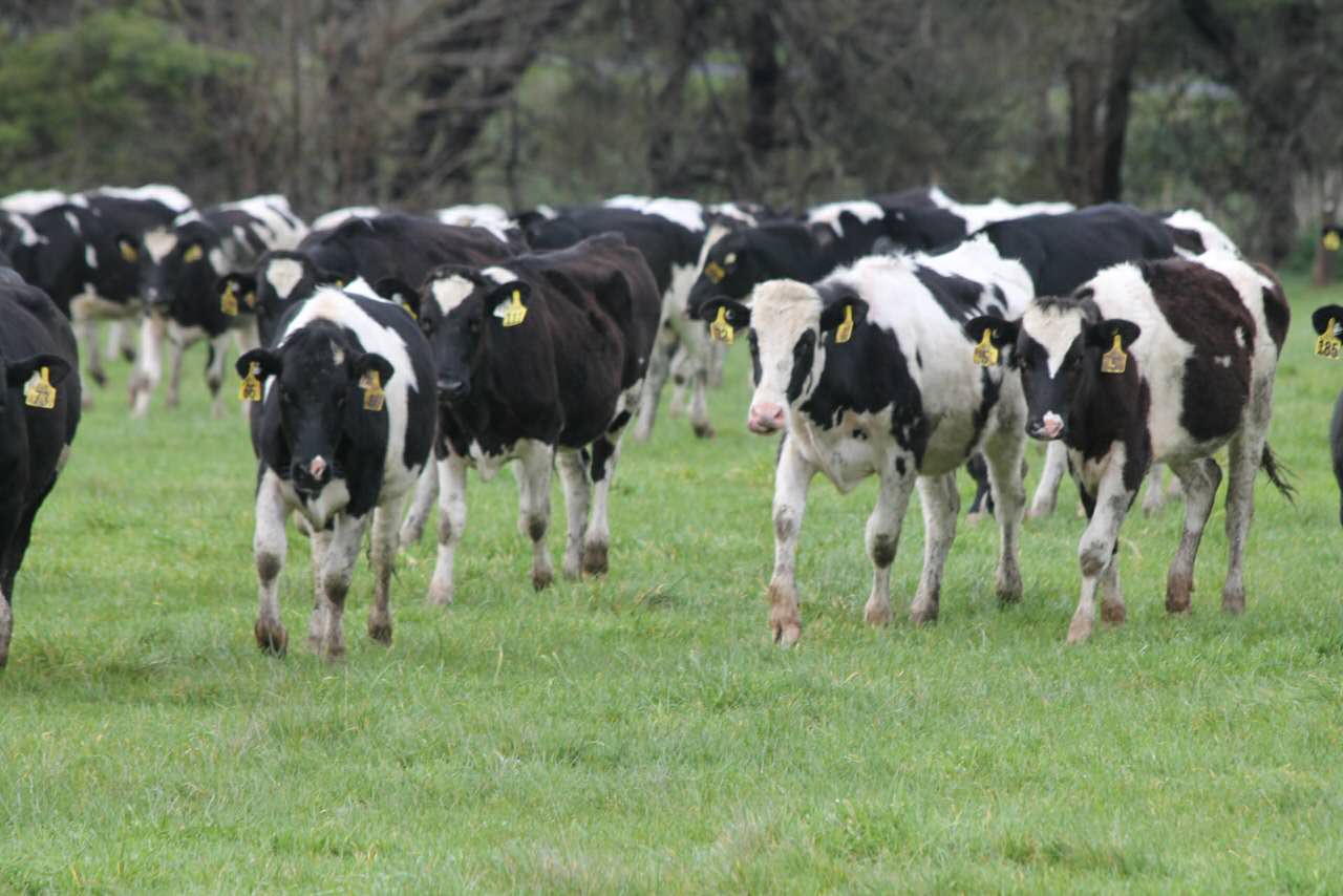 挤压豌豆作为有机高山农场奶牛饲料，为奶牛提供大豆蛋白是否可行