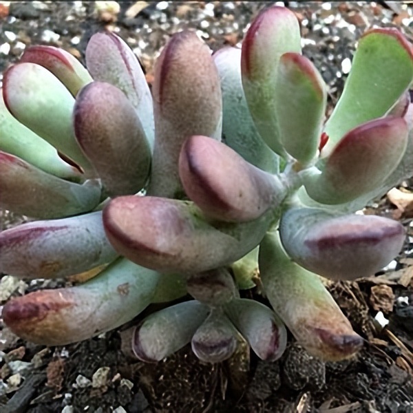 102个大类近500个多肉植物图片，都极其美丽，建议在家中也养一盆