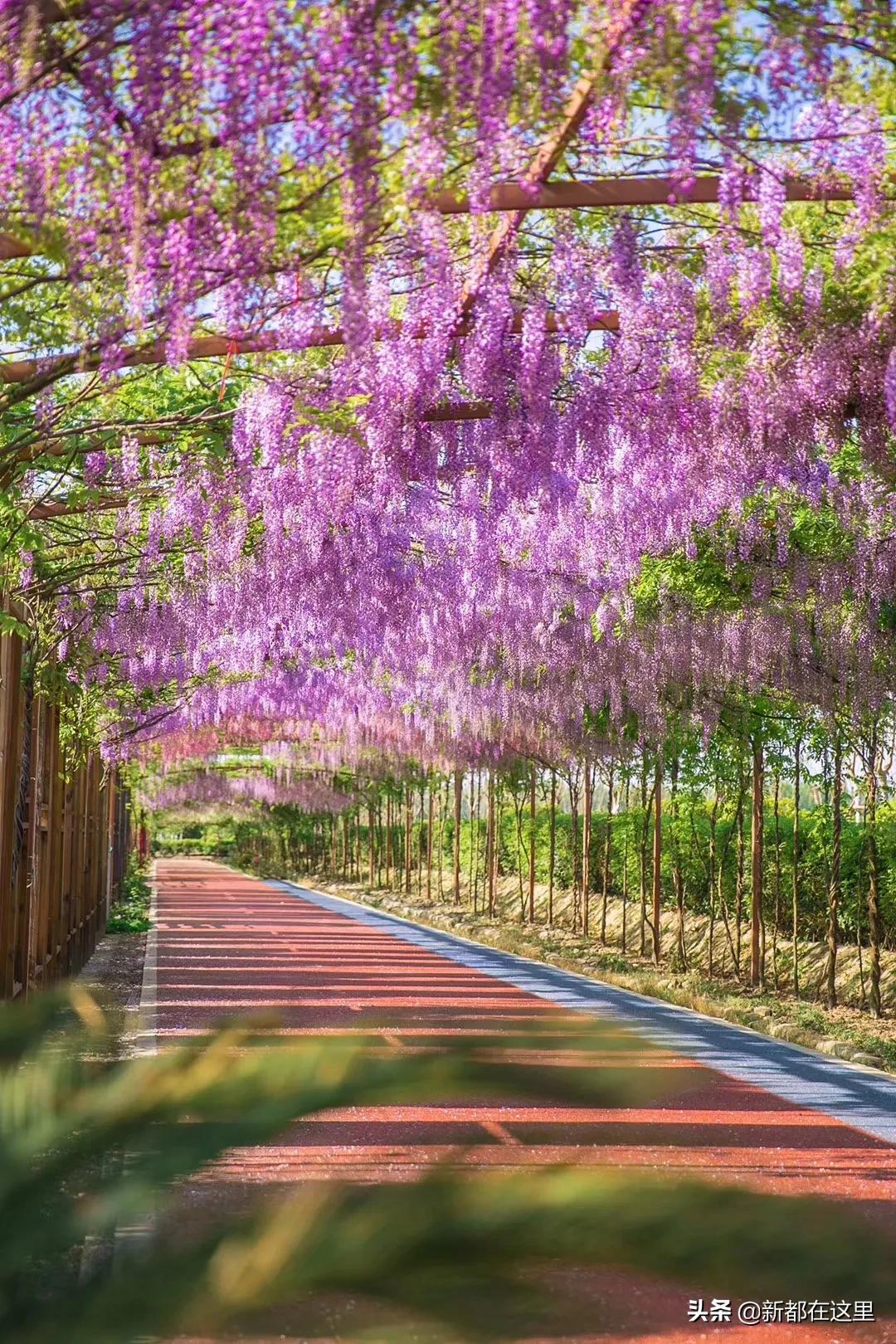 邂逅香城，在新都必做的50件小事~