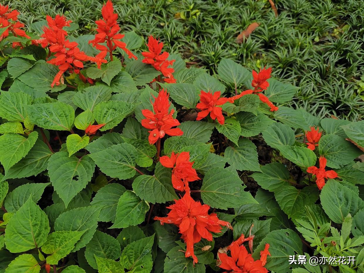 信息简报的写作技巧是什么呢,公文简报写作基础知识大全