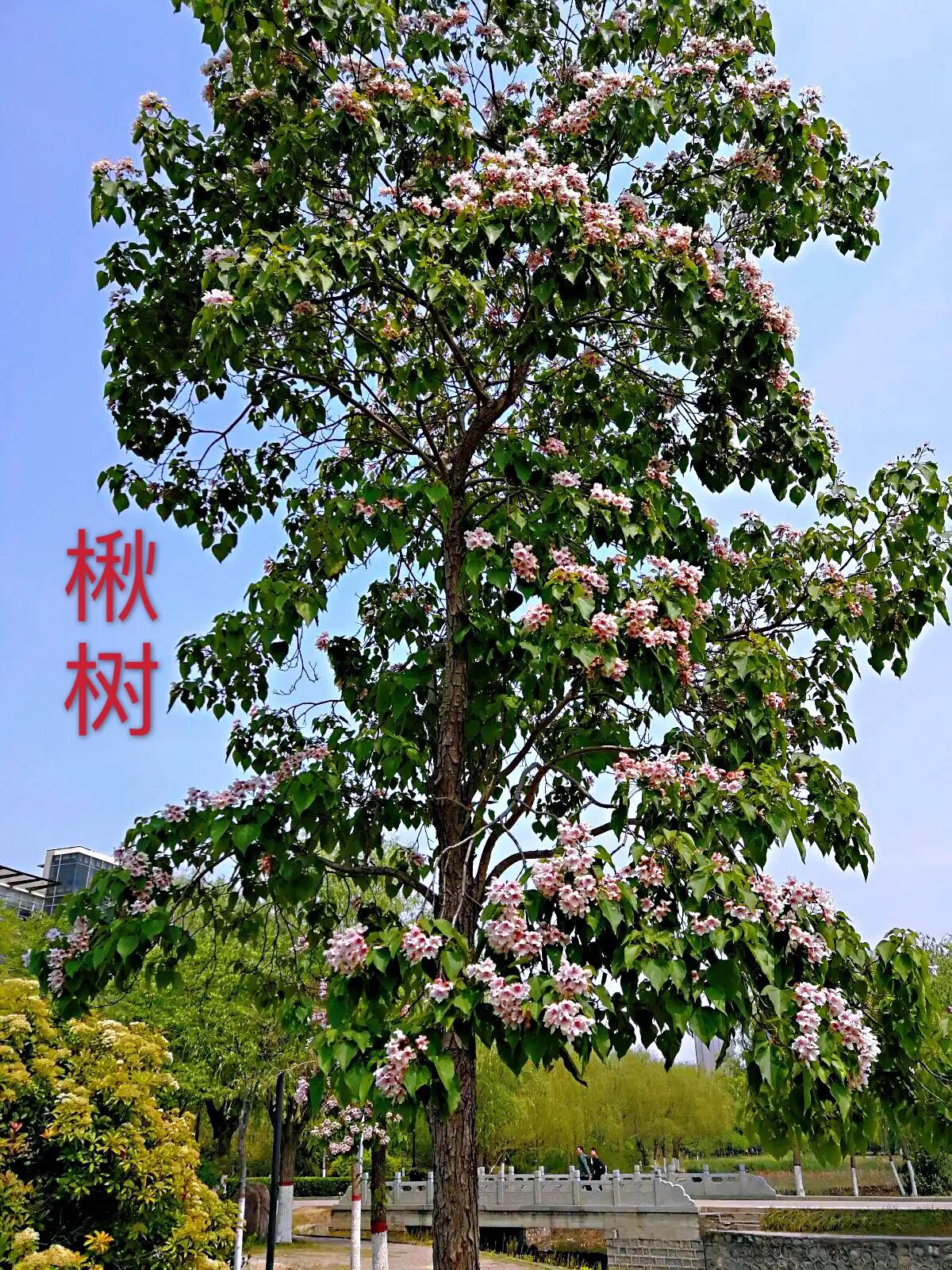 楸树林图片,楸树是古老的活化石树种