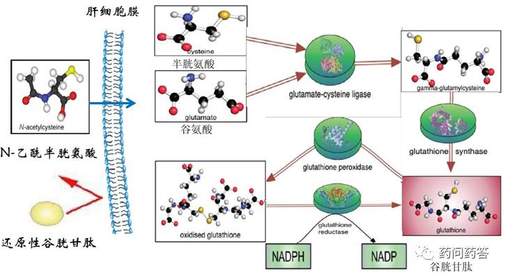 乙酰半胱氨酸的保肝作用,乙酰半胱氨酸对肝脏有损害吗