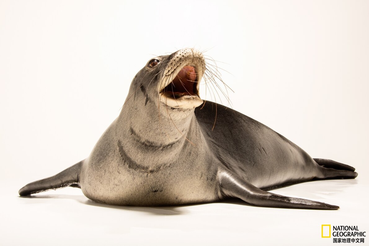 美国最神秘的物种,美国独有物种